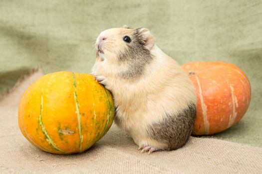 Guinea pig closeup