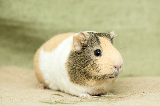 Guinea pig closeup