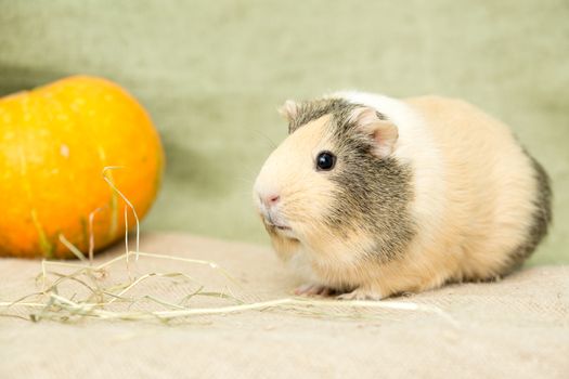 Guinea pig closeup