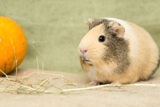 Guinea pig closeup