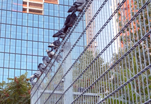 Row of nine pigeons roosting on a metal security fence in Manhattan, New York City. One bird remains alert and awake, while others sleep.