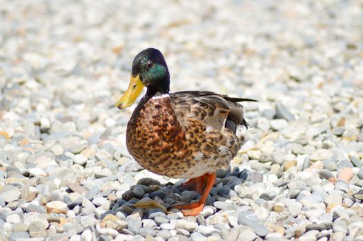 Mallard duck walking on pebbles on Lake Garda beach in Italy