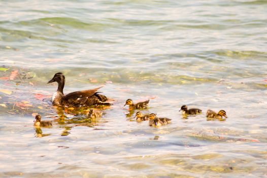 Cane and its ducklings on the water of the guard lake in Italy