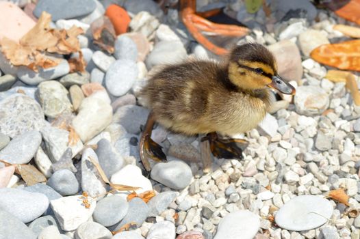 Duckling walking on pebbles on the beach of Lake Garda in Italy