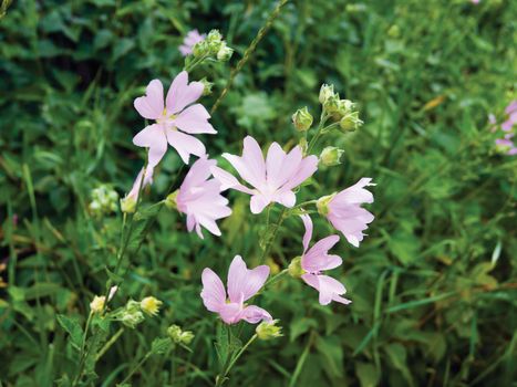 Meadow flowers pink mallow on a background of green grass