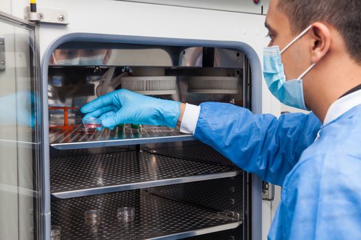 Young laboratory researcher introducing a petri dish into an incubator