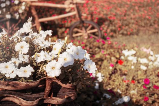 White flowers on pots in the garden.