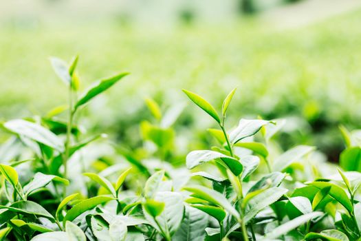 Green tea with freshness of plantation.