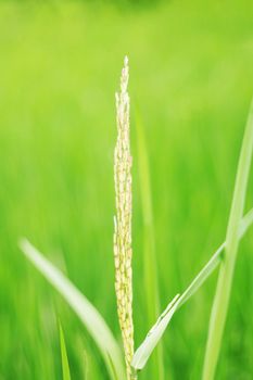 Rice growing on the field with green nature.