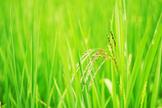 Rice growing with green nature of background.