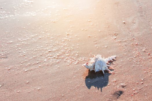 Sea shells on the beach at sunrise.