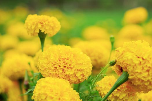 The beauty of marigold on the plantation.