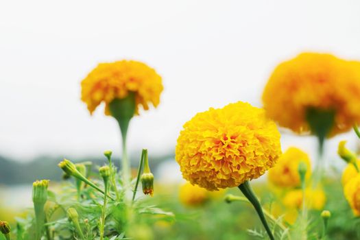 The beauty of marigolds at the sky.