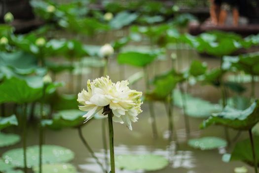 The white lotus flower is wading in a pond.
