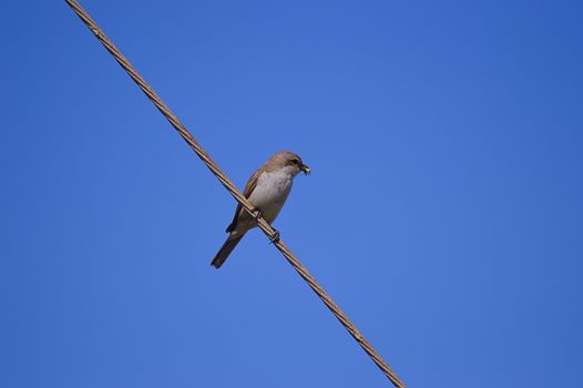 sparrow posing on a wire with a cricket in its beak Maleme in the north west of the island of Crete in Greece