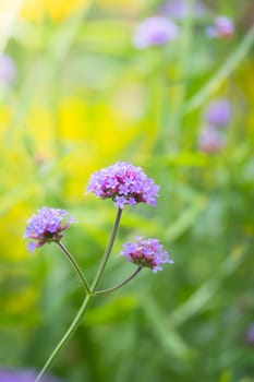 The background image of the colorful flowers, background nature