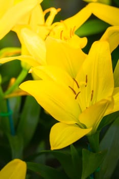 The background image of the colorful flowers, background nature