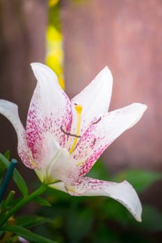 The background image of the colorful flowers, background nature