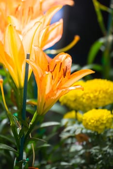 The background image of the colorful flowers, background nature