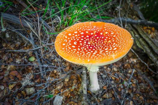 Amanita muscaria. fly agaric toadstool mushroom. Close-up view