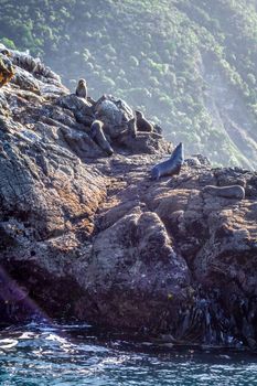 Cormorants on a cliff in Kaikoura Bay, New Zealand