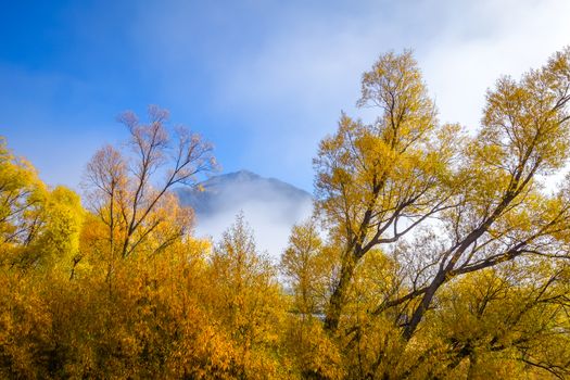 Fog on yellow tree forest in New Zealand mountains