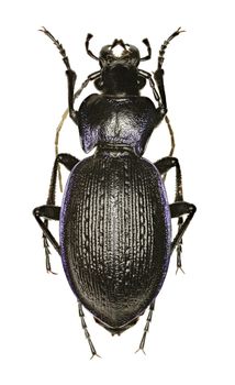 Rough Violet Ground Beetle on white Background  -  Carabus problematicus (Herbst, 1786)