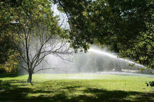 Droplets of water from a lawn sprinkler catch in a tree and shine in sunlight in Central Park, Manhattan