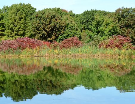 Mature green trees and red plants at the edge of a lake, reflected in the still water