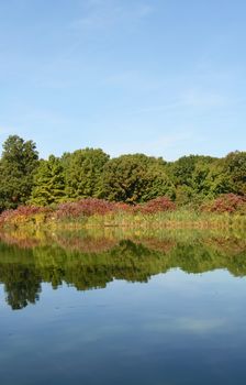 Still lake reflects surrounding trees and marginal plants with clear blue sky