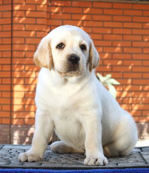 the little yellow labrador puppy sitting on blue background