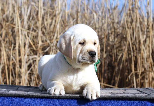 little yellow labrador puppy sitting on blue background
