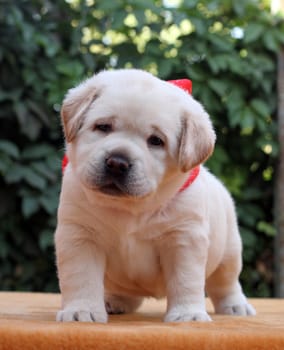a little yellow labrador puppy sitting on yellow background