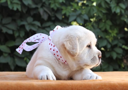the little yellow labrador puppy sitting on yellow background