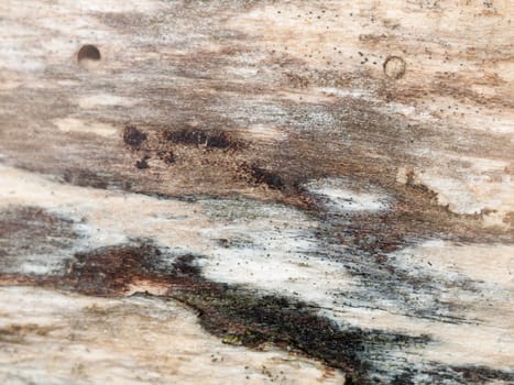 interesting stripped dried wood texture close up background ; essex; england; uk