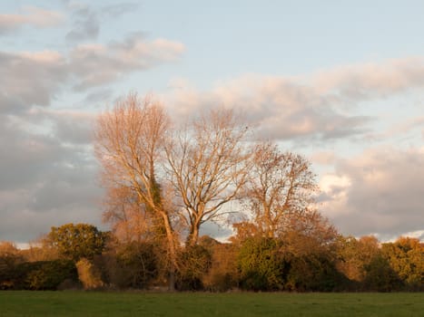 beautiful bare tree in countryside autumn weather sunset sky field; essex; england; uk