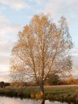 beautiful bare tree in countryside autumn weather sunset sky field; essex; england; uk