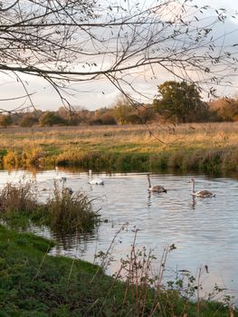 beautiful group of swans and cyngets swimming down river Dedham nature; essex; england; uk