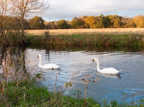 beautiful group of swans and cyngets swimming down river Dedham nature; essex; england; uk