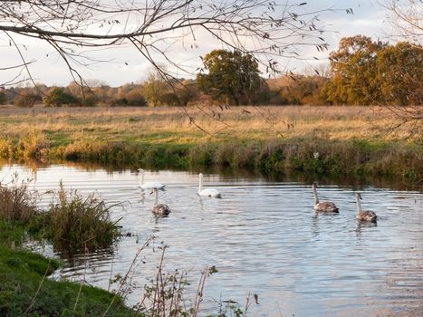 beautiful group of swans and cyngets swimming down river Dedham nature; essex; england; uk