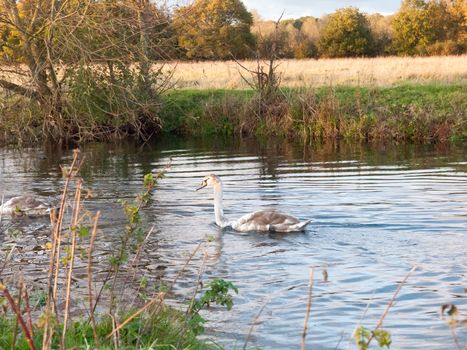 beautiful group of swans and cyngets swimming down river Dedham nature; essex; england; uk