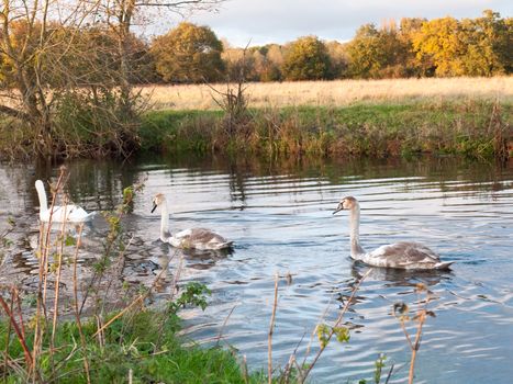 beautiful group of swans and cyngets swimming down river Dedham nature; essex; england; uk