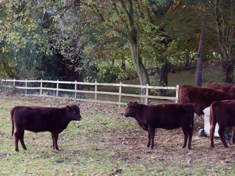 beautiful brown country cows in edge of field close up autumn dark sun set; essex; england; uk