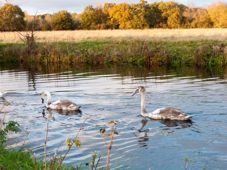 beautiful group of swans and cyngets swimming down river Dedham nature; essex; england; uk