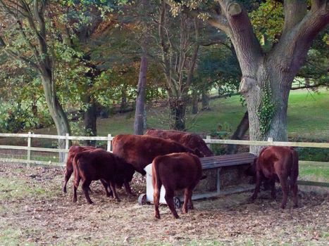 beautiful brown country cows in edge of field close up autumn dark sun set; essex; england; uk