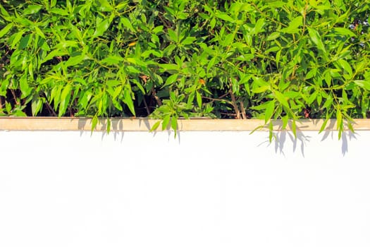 Green branch and white painted wall at sun light