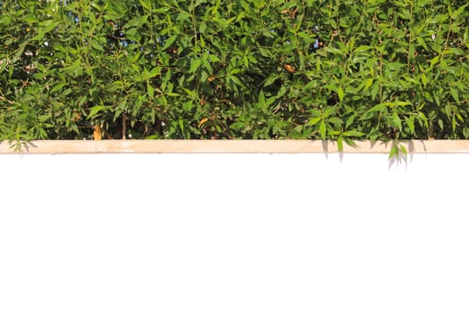 Green branch and white painted wall at sun light