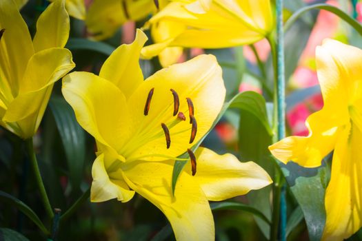 The background image of the colorful flowers, background nature