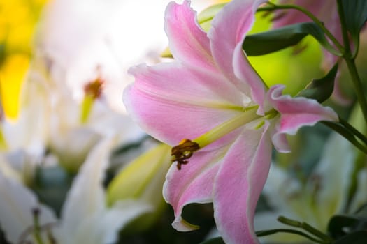 The background image of the colorful flowers, background nature