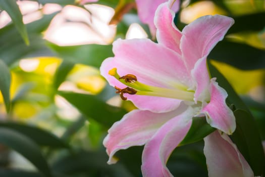 The background image of the colorful flowers, background nature